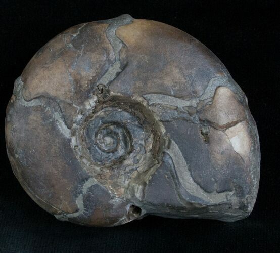 Sowerbyceras Ammonite - French, Alps #5804